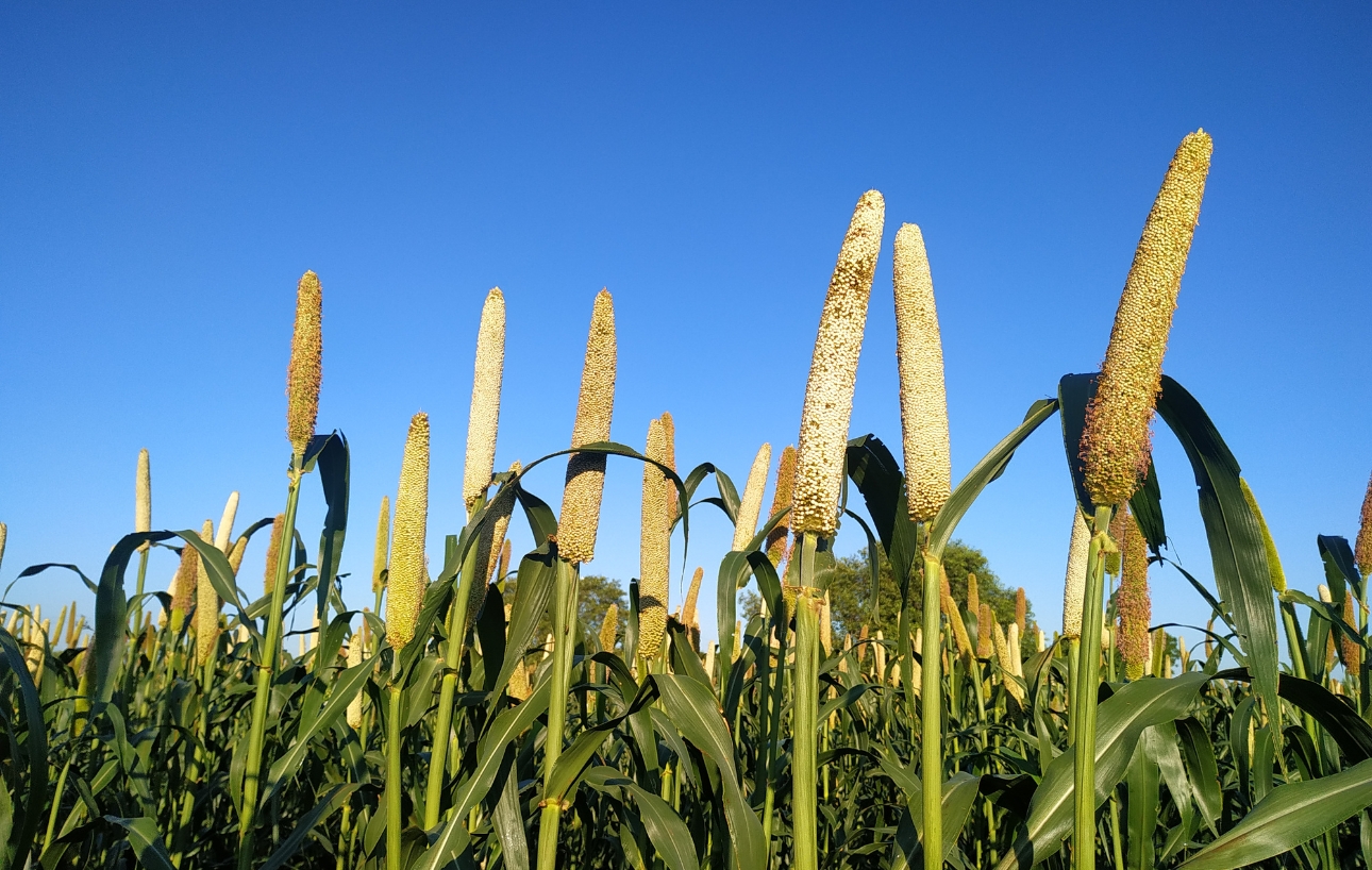 Benefits of Organic Pearl Millet (Bajra)