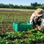 Organic farming information
