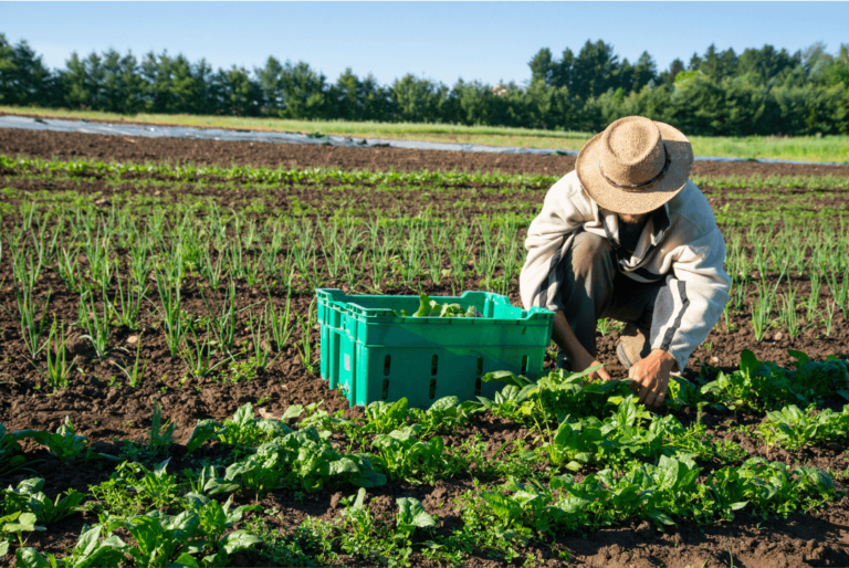 Organic Farming Techniques: Sustainable Methods for Healthier Soil and Crops