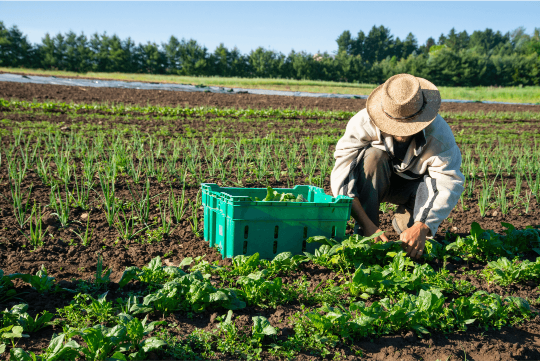 organic farming techniques