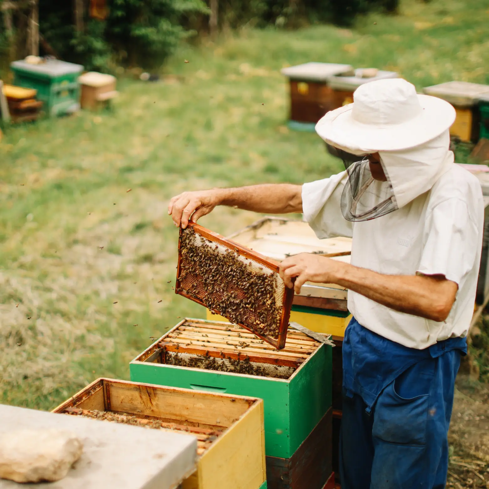 The best organic honey in India