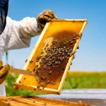 The best organic honey in India